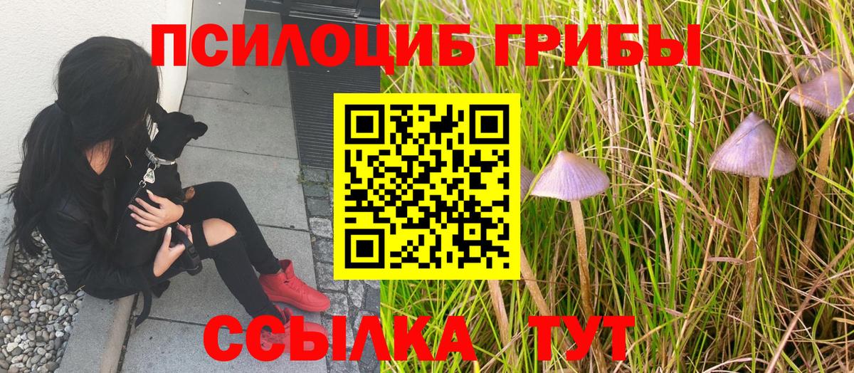 купить  цена  Вход с VPN  Ростов-на-Дону  Галлюциногенные грибы Cubensis 